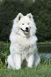 SAMOYEDE 013